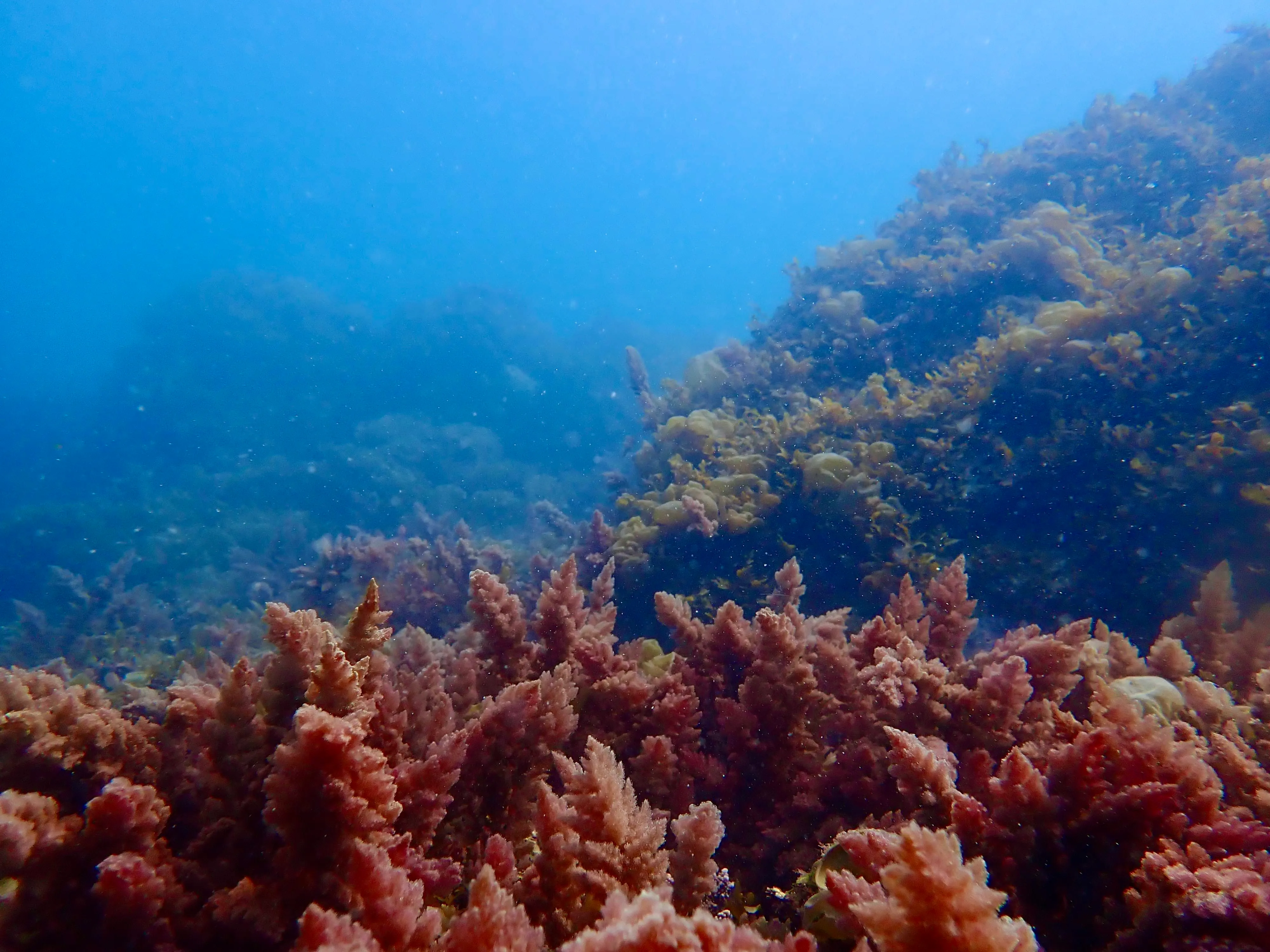 カギケノリ（アスパラゴプシス）