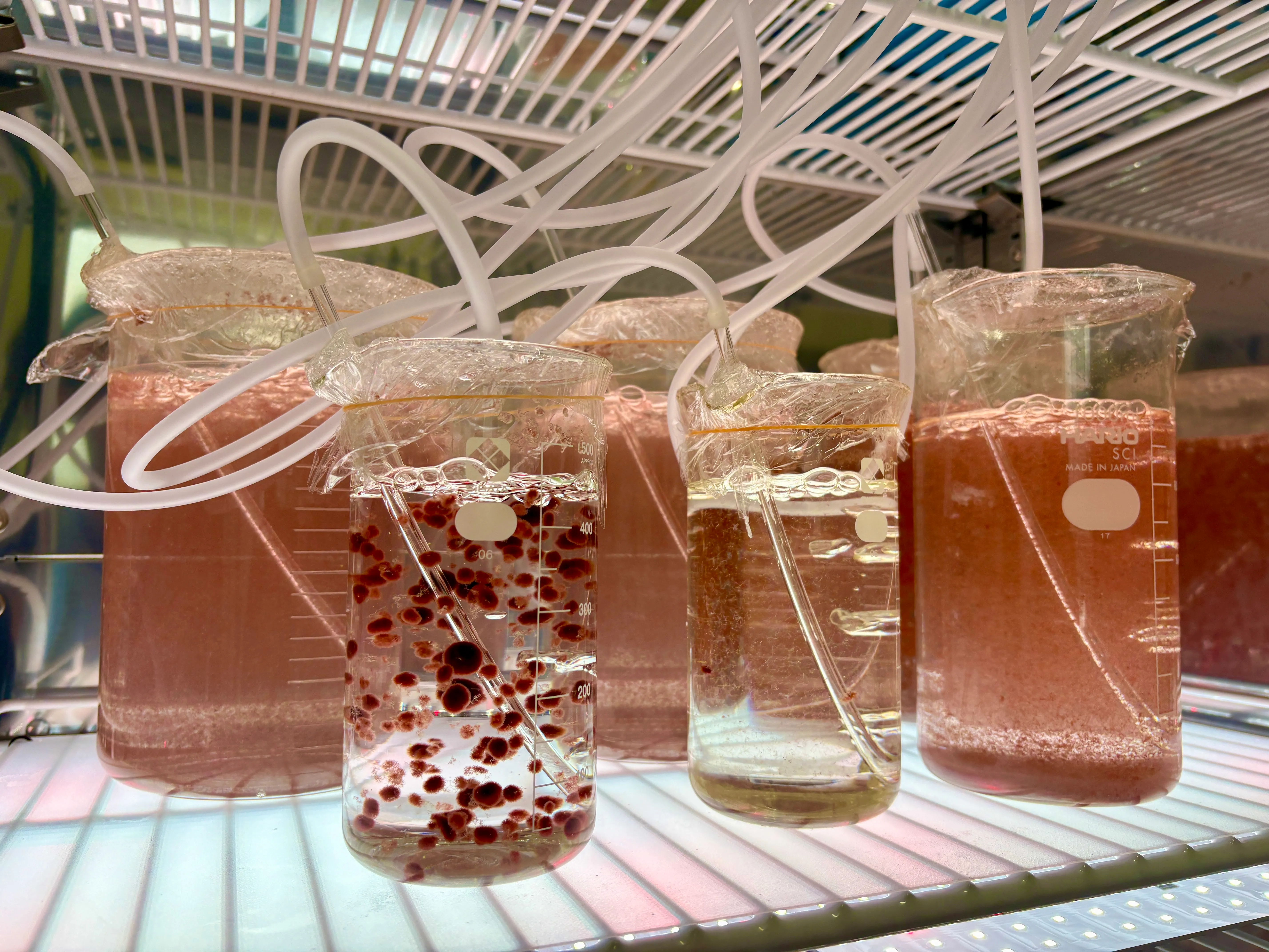 カギケノリの室内種苗